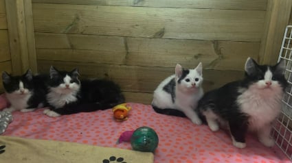 Illustration : Attir&eacute;s par l&rsquo;odeur du poisson, 4 chatons fam&eacute;liques &eacute;mergent d&rsquo;un tas de bois et surprennent leurs sauveteurs par leur r&eacute;silience