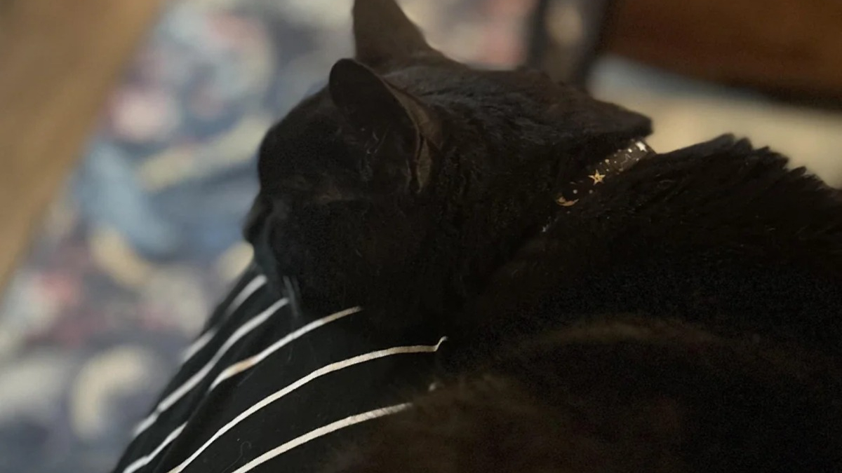 Illustration : "Ce chat a attendu 18 ans avant de réaliser ce geste d'affection et de confiance envers son humaine qui partage son émotion"