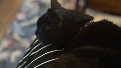 Illustration : Ce chat a attendu 18 ans avant de r&eacute;aliser ce geste d'affection et de confiance envers son humaine qui partage son &eacute;motion