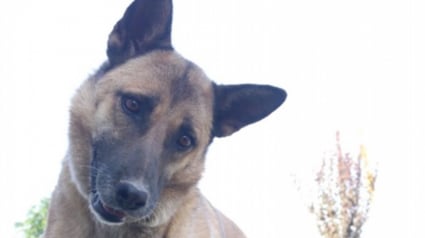 Illustration : Cette chienne, dont les chiots ont été « volés pour les vendre aux plus offrants », espère se reconstruire dans un foyer aimant