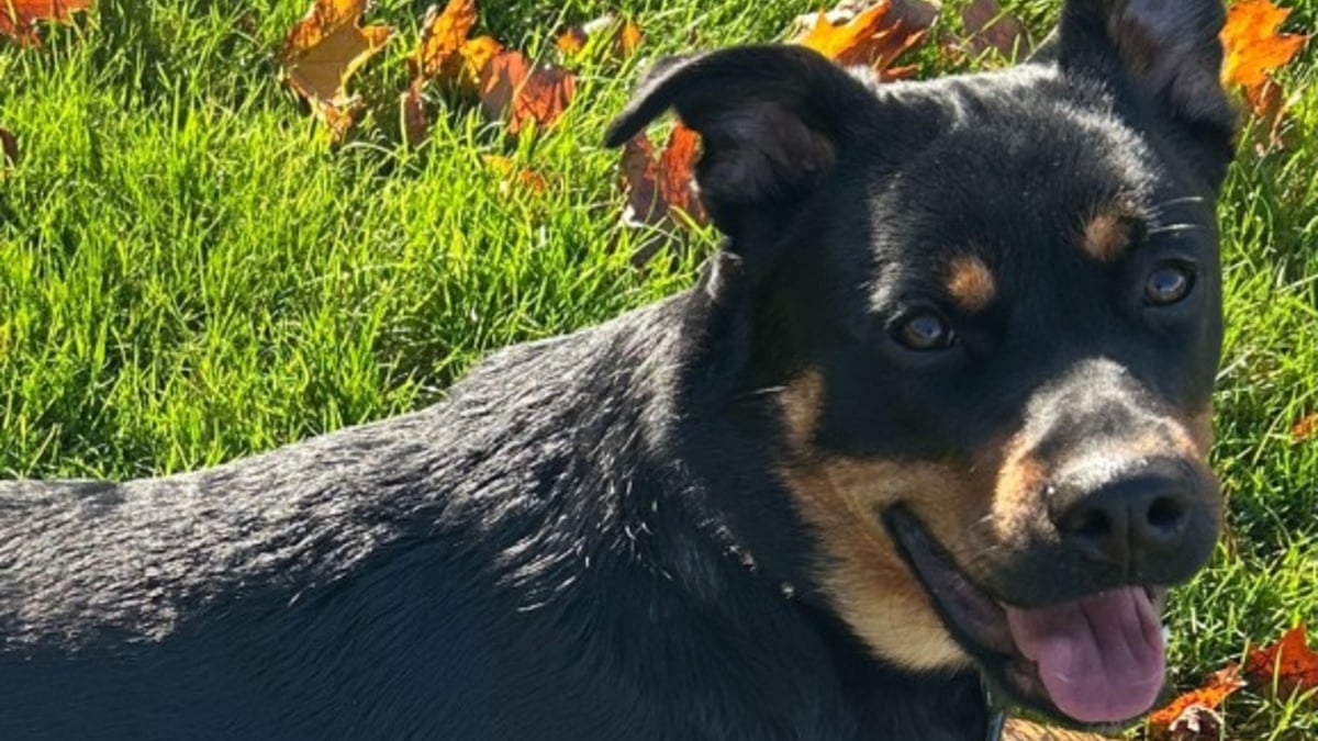 Illustration : "Volée chez elle lors d'une intrusion nocturne, une jeune chienne refait surface dans des circonstances tout aussi floues"