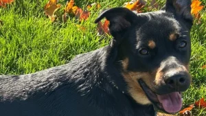 Illustration : "Volée chez elle lors d'une intrusion nocturne, une jeune chienne refait surface dans des circonstances tout aussi floues"