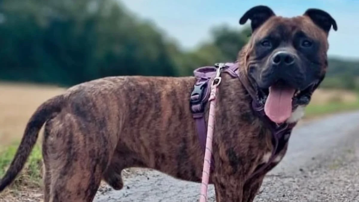 Illustration : "Enfermé dans une cave pour ne pas abîmer le nouveau canapé et salir la maison, ce chien découvre enfin « la vraie vie »"