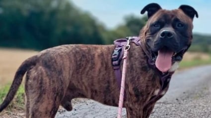 Illustration : Enferm&eacute; dans une cave pour ne pas ab&icirc;mer le nouveau canap&eacute; et salir la maison, ce chien d&eacute;couvre enfin &laquo; la vraie vie &raquo;