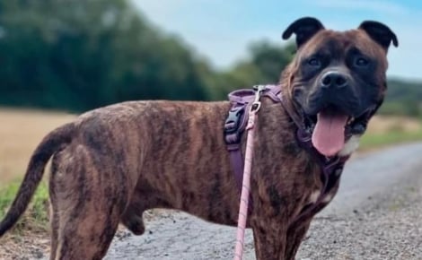 Enfermé dans une cave pour ne pas abîmer le nouveau canapé et salir la maison, ce chien découvre enfin « la vraie vie »