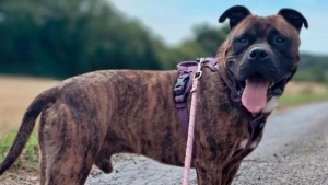 Illustration : "Enfermé dans une cave pour ne pas abîmer le nouveau canapé et salir la maison, ce chien découvre enfin « la vraie vie »"