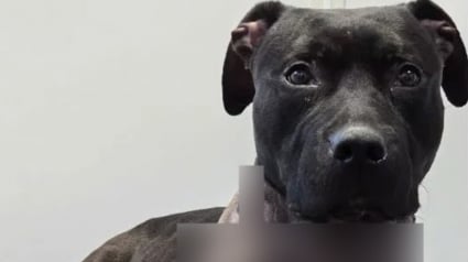 Illustration : Une passante promenant son chien voit une valise bouger et y d&eacute;couvre un canid&eacute; agonisant, mairie et association interviennent en urgence