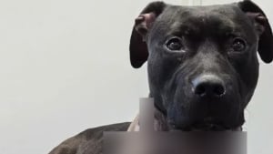 Illustration : Une passante promenant son chien voit une valise bouger et y d&eacute;couvre un canid&eacute; agonisant, mairie et association interviennent en urgence