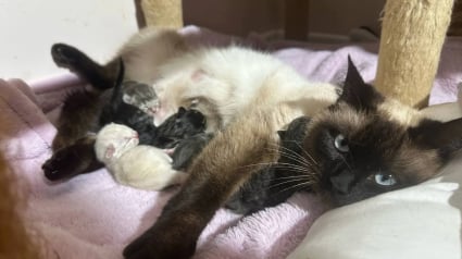 Illustration : Gr&acirc;ce &agrave; la bienveillance d'un inconnu, une chatte errante et gestante trouve l'endroit parfait pour mettre bas