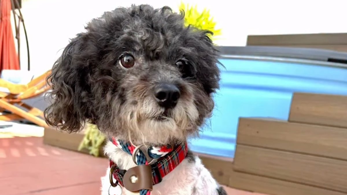 Illustration : "« Ils déménageaient et ne pouvaient pas le garder », ce chien abandonné reprend confiance en l'avenir grâce à ses bienfaiteurs (vidéo)"