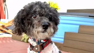 Illustration : « Ils déménageaient et ne pouvaient pas le garder », ce chien abandonné reprend confiance en l'avenir grâce à ses bienfaiteurs (vidéo)