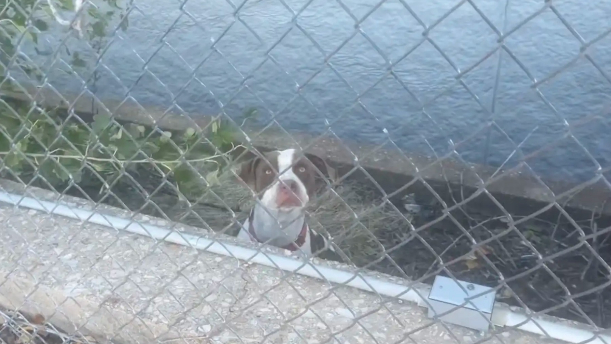 Illustration : "Guidés par des hurlements, des bénévoles découvrent un chien bloqué à plusieurs mètres au-dessus de l'eau et savent exactement quoi faire"