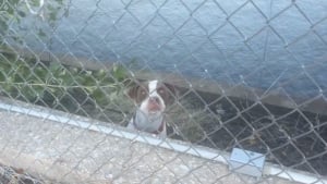 Illustration : "Guidés par des hurlements, des bénévoles découvrent un chien bloqué à plusieurs mètres au-dessus de l'eau et savent exactement quoi faire"