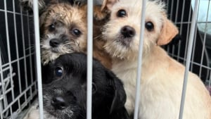Illustration : "« Trempés, frigorifiés et désorientés », des chiots abandonnés sous l’orage bouleversent un employé de refuge qui agit sans attendre"
