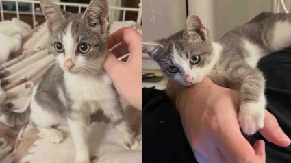 Illustration : Ils sauvent une chatte et ses petits dans un jardin, puis comprennent 2 jours plus tard qu&rsquo;un chaton est rest&eacute; seul