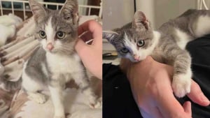 Illustration : "Ils sauvent une chatte et ses petits dans un jardin, puis comprennent 2 jours plus tard qu’un chaton est resté seul"