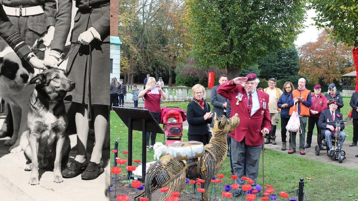 Illustration : "La mémoire d'un chien héros de la Seconde Guerre mondiale honorée de manière touchante 80 ans après ses exploits"