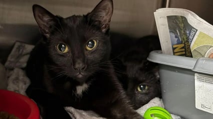 Illustration : &laquo; Tout aurait pu leur arriver &raquo;, en pleine nuit, un couple d&eacute;couvre et sauve 9 chats entass&eacute;s dans une cage