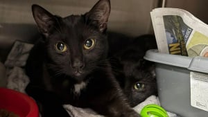 Illustration : "« Tout aurait pu leur arriver », en pleine nuit, un couple découvre et sauve 9 chats entassés dans une cage"