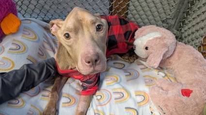 Illustration : En traquant un chien errant squelettique, des sauveteurs d&eacute;couvrent 15 autres animaux en danger et les mettent aussit&ocirc;t en s&eacute;curit&eacute; (vid&eacute;o)