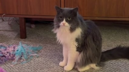 Illustration : D&egrave;s qu'un nouveau chaton arrive en famille d'accueil, ce chat devient son p&egrave;re de substitution et s'assure qu'il ne manque de rien (vid&eacute;o)