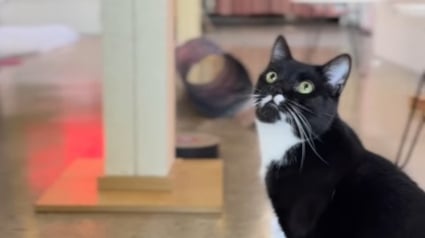 Illustration : Chaque jour, ce chat de refuge ayant fr&ocirc;l&eacute; l'euthanasie attend patiemment pr&egrave;s de la porte d'un caf&eacute; que quelqu&rsquo;un le choisisse enfin (vid&eacute;o)