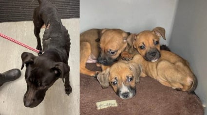 Illustration : Un homme insulte une association inqui&egrave;te pour le sort de sa chienne et de ses 8 chiots d&eacute;tenus dans une baignoire, la justice le condamne pour maltraitance