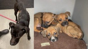 Illustration : "Un homme insulte une association inquiète pour le sort de sa chienne et de ses 8 chiots détenus dans une baignoire, la justice le condamne pour maltraitance"