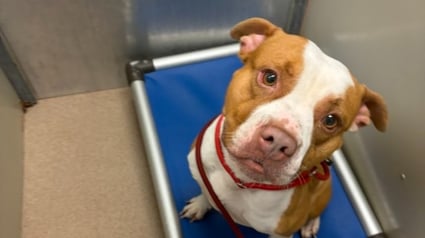 Illustration : "Dites-lui que je l'aime", devenue sans-abri elle confie sa chienne &agrave; une association et lui &eacute;crit tous les jours pour entretenir l'espoir