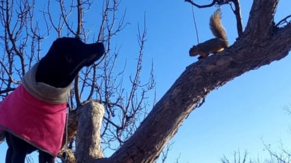 Illustration : Très amie avec les écureuils, cette chienne a appris à grimper dans les arbres pour leur tenir compagnie