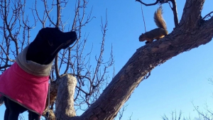 Illustration : Très amie avec les écureuils, cette chienne a appris à grimper dans les arbres pour leur tenir compagnie