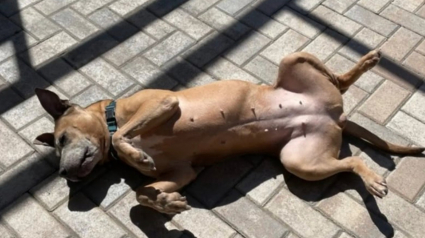 Illustration : Ignor&eacute;e lors d'un &eacute;v&eacute;nement d'adoption, cette chienne s&eacute;niore retrouve le sourire gr&acirc;ce &agrave; une nouvelle inattendue (vid&eacute;o)