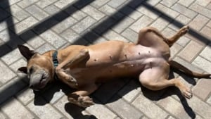 Illustration : Ignorée lors d'un événement d'adoption, cette chienne séniore retrouve le sourire grâce à une nouvelle inattendue (vidéo)