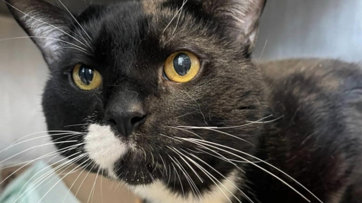 Illustration : "« Il était tellement stressé qu’il s’arrachait les poils », une rencontre hasardeuse change la vie d'un chat abandonné dans une cage de transport"