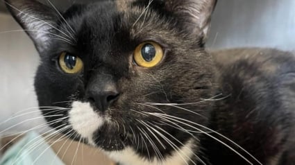 Illustration : &laquo; Il &eacute;tait tellement stress&eacute; qu&rsquo;il s&rsquo;arrachait les poils &raquo;, une rencontre hasardeuse change la vie d'un chat abandonn&eacute; dans une cage de transport