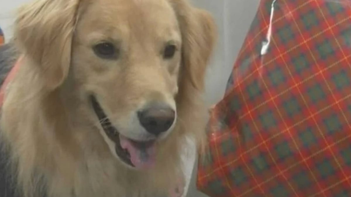 Illustration : "Une chienne insiste pour rester près d'une octogénaire assise par terre, sa propriétaire passe à l'action quand elle découvre la raison"