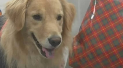 Illustration : Une chienne insiste pour rester près d'une octogénaire assise par terre, sa propriétaire passe à l'action quand elle découvre la raison