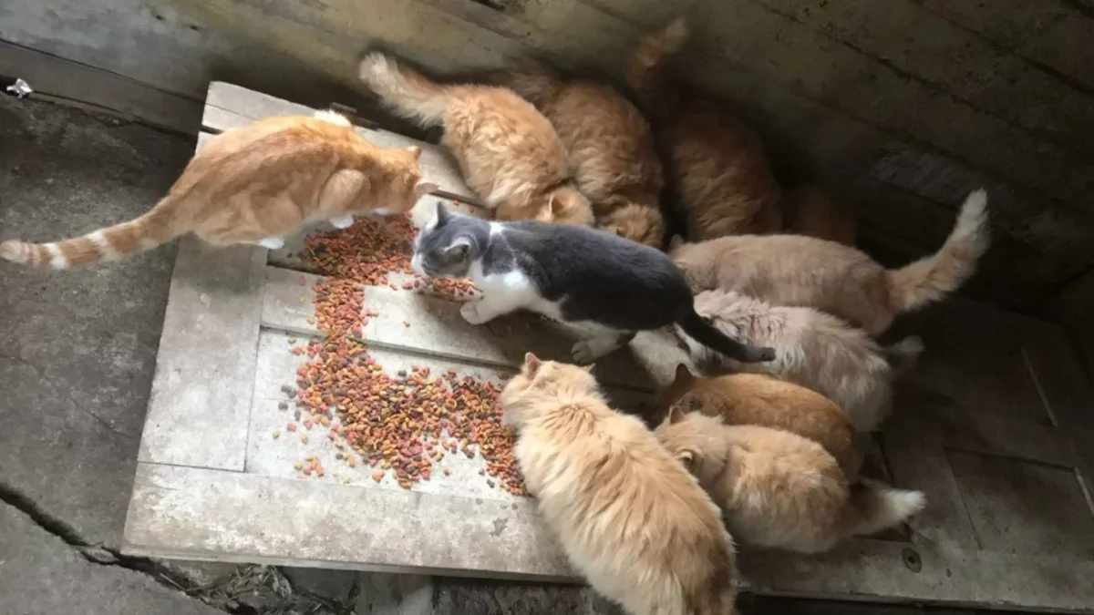 Illustration : "En désaccord avec l'agent immobilier qui veut faire disparaître les chats errants de sa nouvelle propriété, ce couple la transforme en havre de paix pour les animaux (vidéo)"