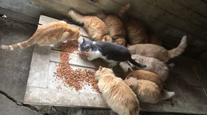 Illustration : En d&eacute;saccord avec l'agent immobilier qui veut faire dispara&icirc;tre les chats errants de sa nouvelle propri&eacute;t&eacute;, ce couple la transforme en havre de paix pour les animaux (vid&eacute;o)