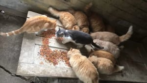 Illustration : "En désaccord avec l'agent immobilier qui veut faire disparaître les chats errants de sa nouvelle propriété, ce couple la transforme en havre de paix pour les animaux (vidéo)"