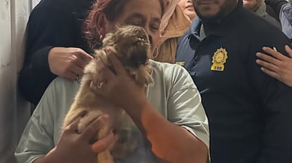 Illustration : Apr&egrave;s un cambriolage nocturne, les policiers suivent une piste inattendue pour retrouver un chiot de 2 mois disparu