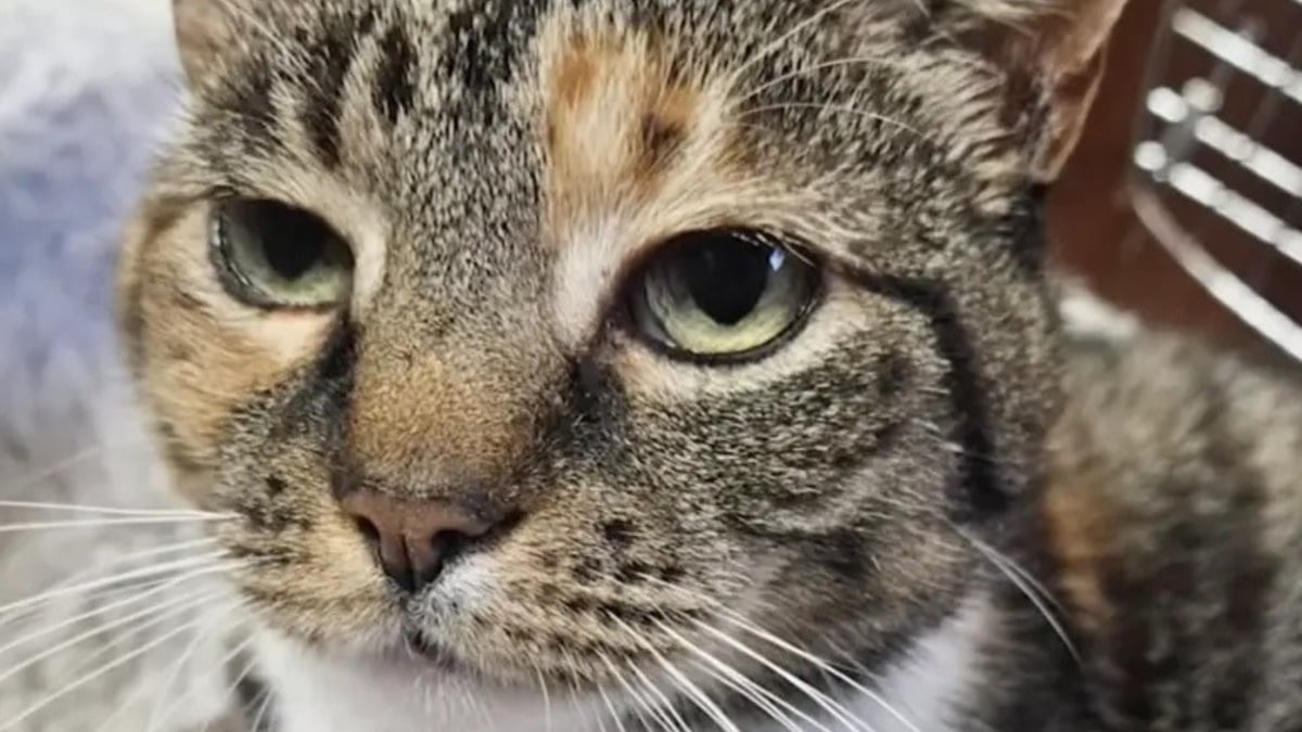 Illustration : "Quand un passant bienveillant apporte un chat errant au refuge, la puce révèle une disparition vieille de 10 ans"