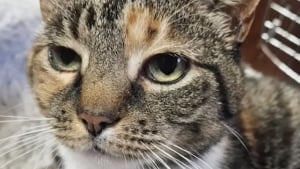Illustration : Quand un passant bienveillant apporte un chat errant au refuge, la puce révèle une disparition vieille de 10 ans