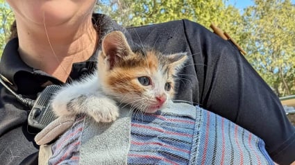 Illustration : &laquo; Ce sont eux les h&eacute;ros &raquo;, gr&acirc;ce &agrave; un mot laiss&eacute; par des enfants, un chaton pi&eacute;g&eacute; dans une bouche d'&eacute;gout re&ccedil;oit enfin de l'aide