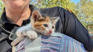 Illustration : "« Ce sont eux les héros », grâce à un mot laissé par des enfants, un chaton piégé dans une bouche d'égout reçoit enfin de l'aide"