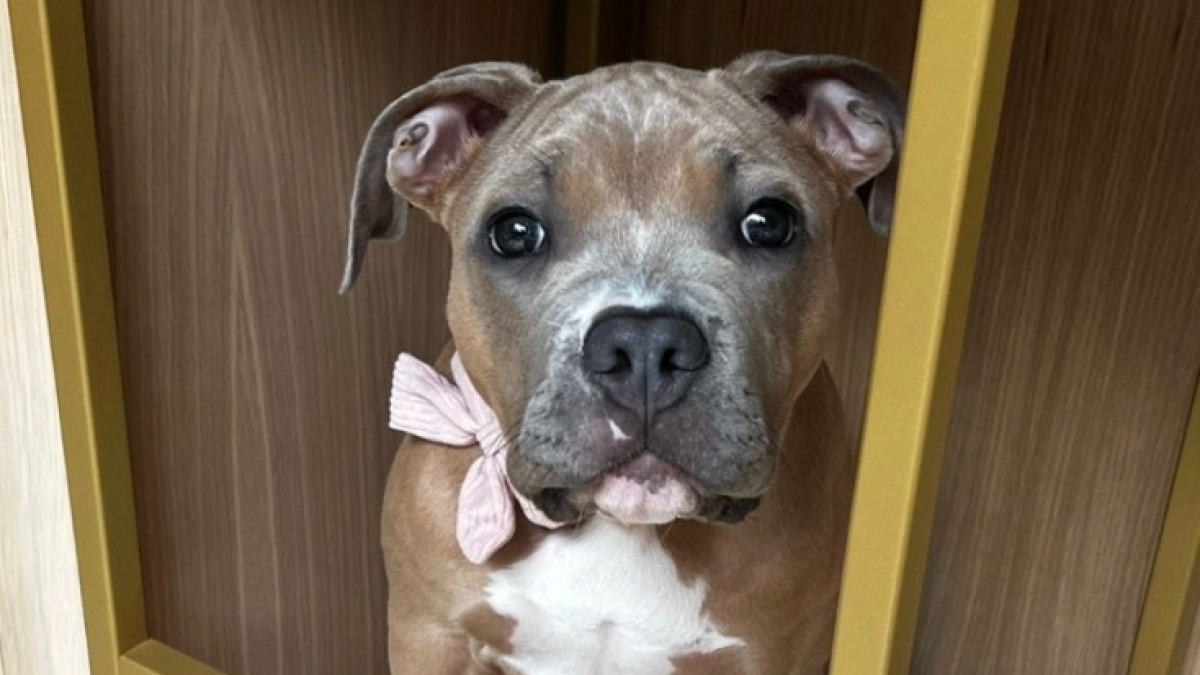 Illustration : "Pour jouer avec son meilleur ami de l’autre côté de la clôture, ce chien est prêt à tout (vidéo)"