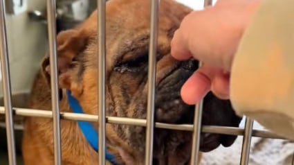 Illustration : Un petit Bouledogue bris&eacute; par la n&eacute;gligence red&eacute;couvre la joie gr&acirc;ce &agrave; l&rsquo;amour de sa famille d&rsquo;accueil (vid&eacute;o)