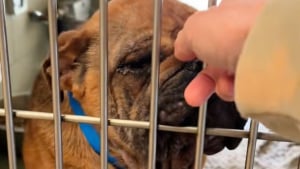 Illustration : Un petit Bouledogue brisé par la négligence redécouvre la joie grâce à l’amour de sa famille d’accueil (vidéo)