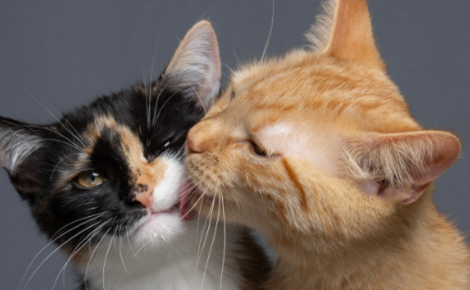 En retournant chaque jour au refuge, un photographe assiste à la magnifique transformation de 2 chatons et crée une belle surprise (vidéo)