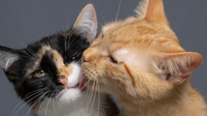 Illustration : En retournant chaque jour au refuge, un photographe assiste à la magnifique transformation de 2 chatons et crée une belle surprise (vidéo)